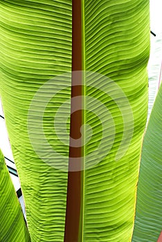 Close up of banana tree leaf