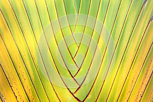 Close up banana tree pattern