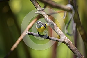 Close-up of a Bananaquit, Folha Seca, Brazil photo