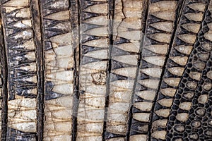 Close up of a banded armadillo hide.