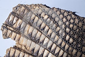 Close up of a banded armadillo hide.