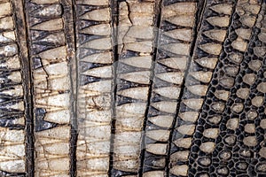 Close up of a banded armadillo hide.