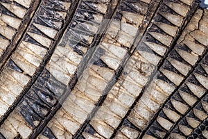 Close up of a banded armadillo hide.