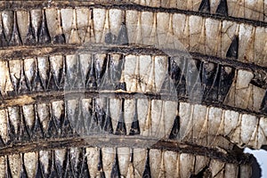 Close up of a banded armadillo hide.