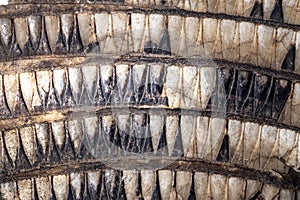 Close up of a banded armadillo hide.