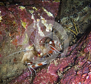 Close Up Banded Coral Shrimp Underwater on Reef