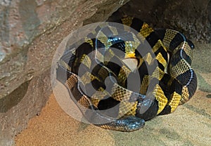 Close up Banded Krait Snake or Bungarus fasciatus Coiled on The