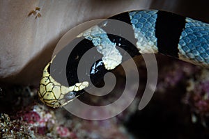 Close Up of Banded Sea Snake