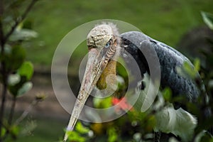 Close up of Bangau tongtong Leptoptilos javanicus