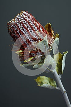 Closeup of Banksia flower also know as Australian honeysuckle on dark background