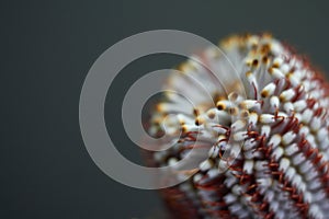 Closeup of Banksia flower also know as Australian honeysuckle on dark background