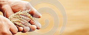 Close-up banner macro golden barley ears in hands of farmer in field. Concept nature sunlight background