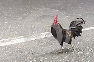 Close up Bantam chicken walking on the concrete floor