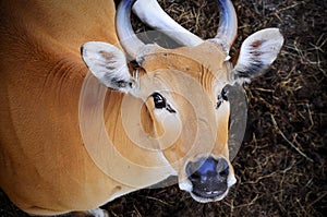 Close up of Banteng Bos javanicus looking at camera