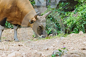 Close up of Banteng (Bos javanicus) photo