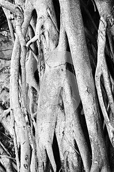 Close-up of Banyan tree roots.