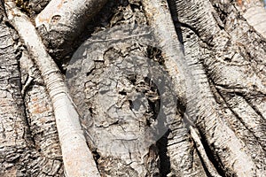 Close-up of banyan tree roots