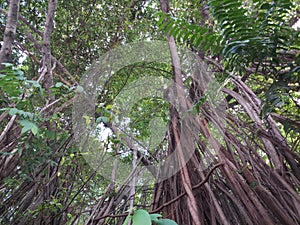 Close up of banyan tree roots with sunlight in the morning.