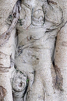 Close-up of banyan tree trunk photo