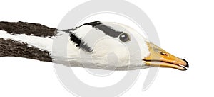 Close-up of a bar-headed goose, isolated