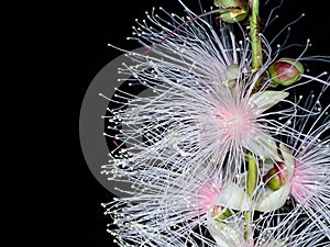 Close up of Baranda angatensis Llanos flower photo