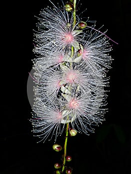 Close up of Baranda angatensis Llanos flower photo