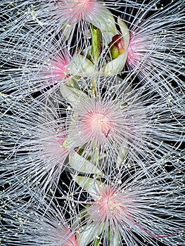 Close up of Baranda angatensis Llanos flower photo