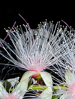 Close up of Baranda angatensis Llanos flower photo