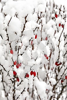 Close-up of barberry branches  with red fruit under the snow in the park during a snowfall