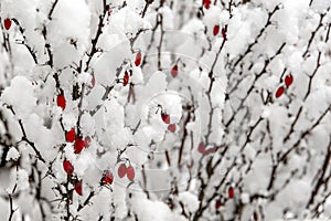 Close-up of barberry branches  with red fruit under the snow in the park during a snowfall