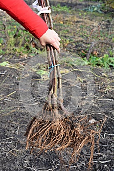 A close-up of bare root fruit trees ready for planting in early spring. Gardener holding new fruit trees for planting in garden