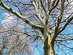 Close-up of bare tree with blue background
