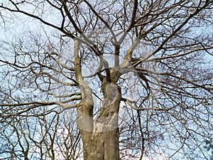 Close up of bare tree branches without leaves in garden