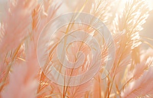 a close up of barefoot grass in front of a sunny day,