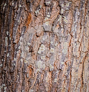 Close up bark