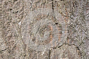 Close Up Bark Of The Acer Cappadocicum Maple Tree At Amsterdam The Netherlands 30-3-2022