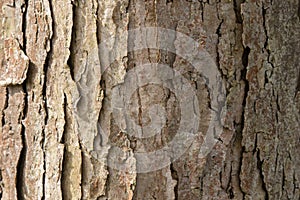 Close Up Of Bark Of A Acer Platanoides Drummondii Tree At Amsterdam The Netherlands 4-4-2024