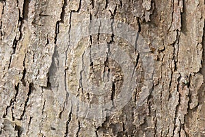 Close Up Of Bark Of A Acer Platanoides Drummondii Tree At Amsterdam The Netherlands 4-4-2024