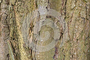 Close Up Bark Of A Aesculus Hippocastanum Tree At Amterdam The Netherlands 4-4-2024