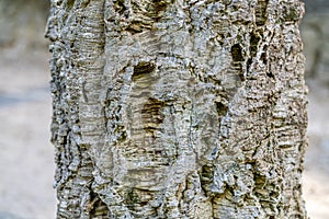 Close up of the bark of a balsa tree. Old tree, many years old. Texture.