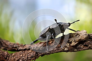 close up of a bark beetle, Dorcus parallelipipedus, also known as the lesser stag beetle, on a bark photo