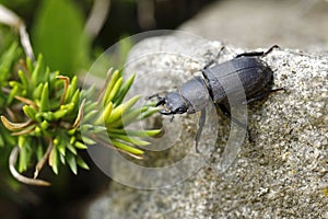 close up of a bark beetle, Dorcus parallelipipedus, also known as the lesser stag beetle, on granite stone photo