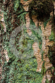 Close-up of the bark of a birch, partially covered with blue-green lichens