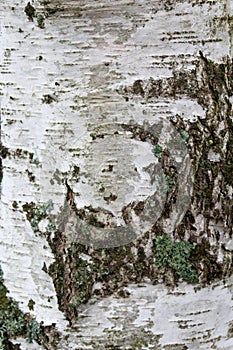 Close up of a Bark of birch tree, macro