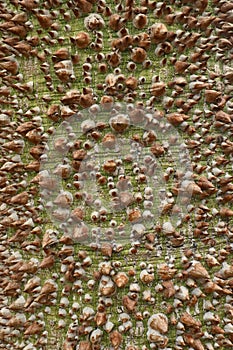 Close-up of the bark of ceiba insignis