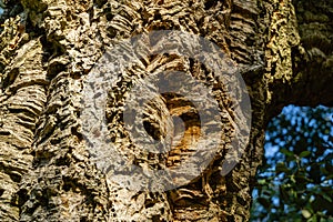 Close-up of bark cork oak tree Quercus suber in Massandra landscape park in Crimea. Rich colorful texture