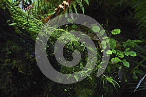 Close up of a bark covered with moss, waitakere ranges