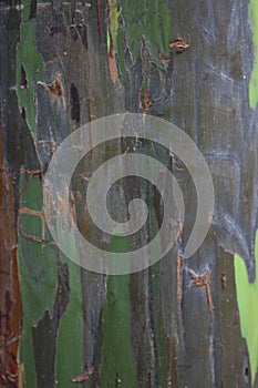 Close up of the bark of a Eucalyptus deglupta, Rainbow Ecualyptus, tree trunk in Maui