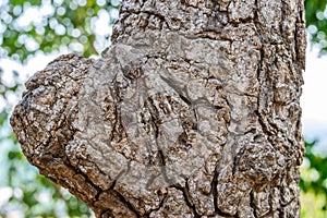 Close up of bark and gnarl