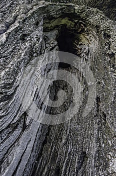 Close up of the bark on a Holm Oak tree.